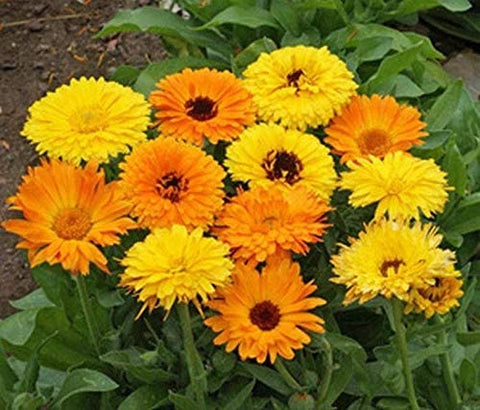 Calendula plants to grow from seed