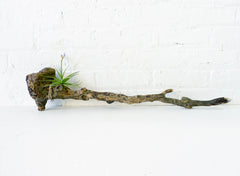 10% SALE LARGE Driftwood Cane Air Plant Wall Hanger