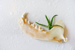 My lil Magnet Mink Jaw Air Plant Garden