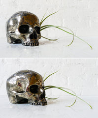 Goonie Gold Skull Pyrite Carved Crystal Life Size Air Plant Garden