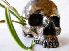 Goonie Gold Skull Pyrite Carved Crystal Life Size Air Plant Garden