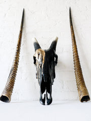 Real Gemsbok Oryx Skull Painted Gold and Black