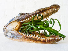 Little Alligator Air Plant Garden Science Taxidermy Specimen Unique Terrarium Planter