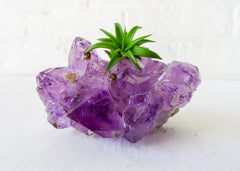 Amethyst Air Plant Crystal Garden Chunky Druze Points with Pup Plant