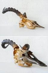 Real 24K Golden Gazelle Skull - Ombre Gold Painted Details - African Wall Trophy