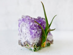 Amethyst Crystal Air Plant Garden - Shiny Druze Geode