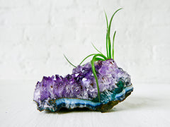 Amethyst Crystal Air Plant Garden - Druze Geode Terrarium