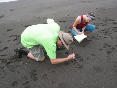 Tracking Jaguars in Costa Rica