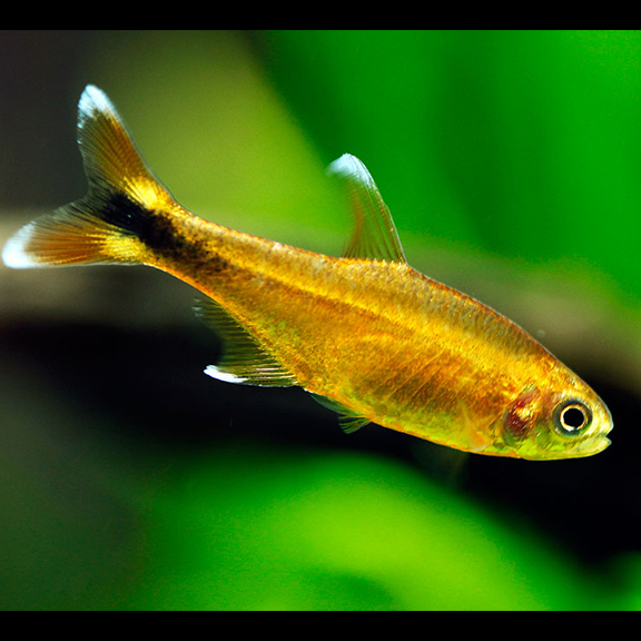 silver tip tetra for sale