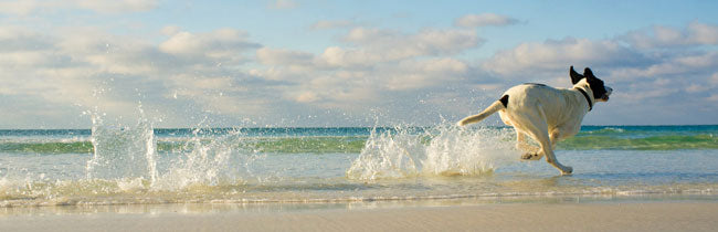 Dog on Beach