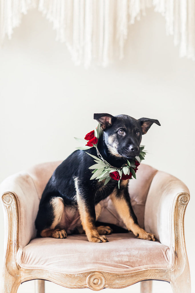 Dog wear flower crown| Boho Styled Shoot