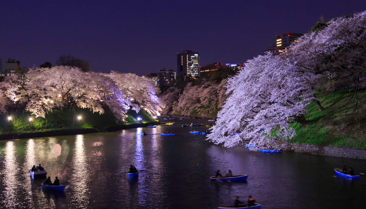 Tokyo Japan Springtime Cherry Blossoms at Night