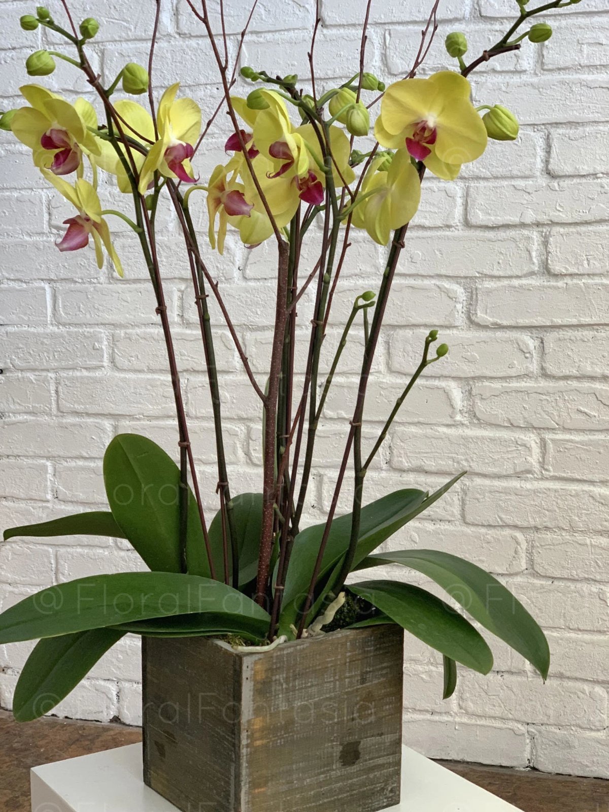 orchid cymbidium plant