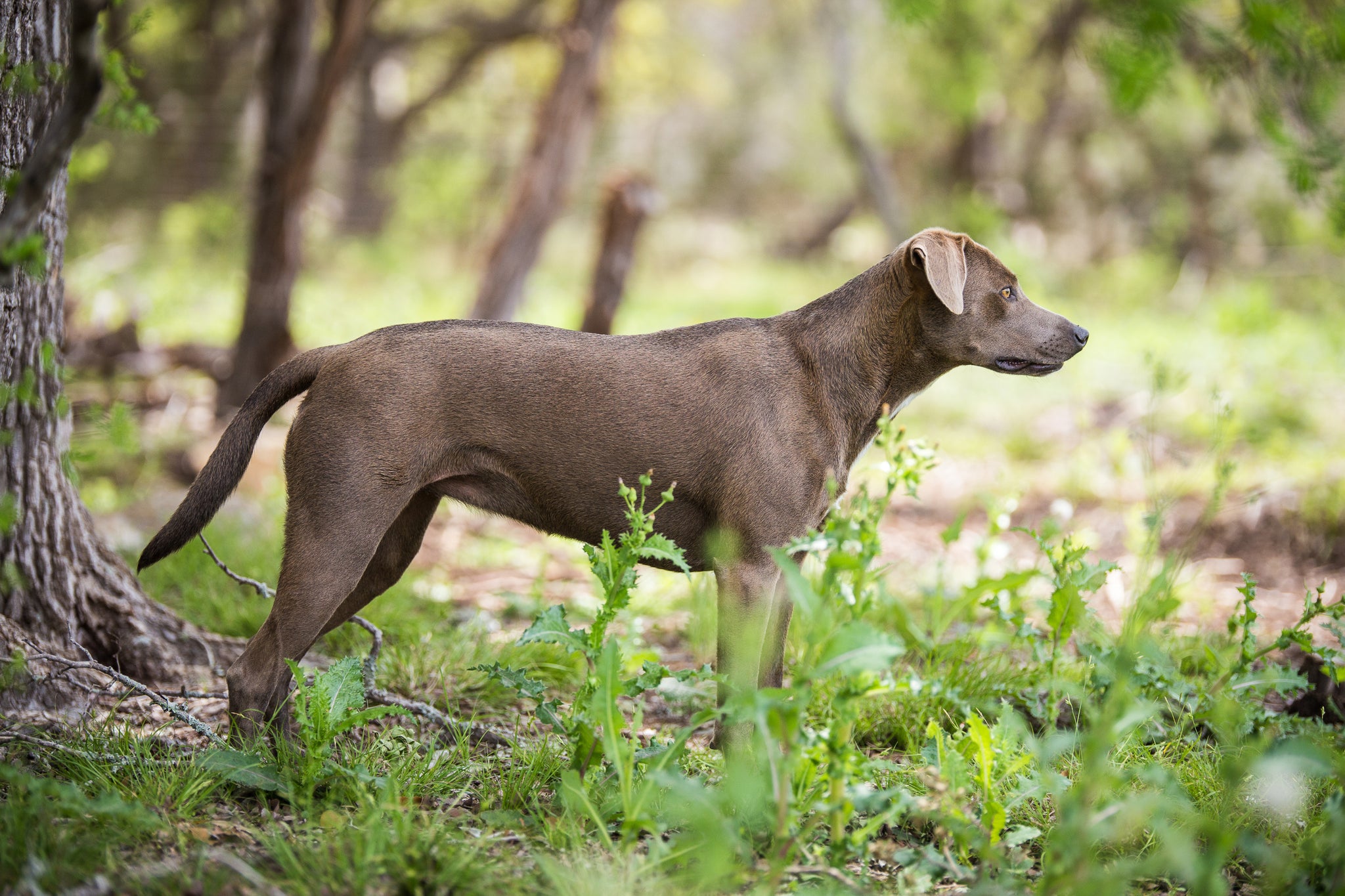 Official Breed of Texas