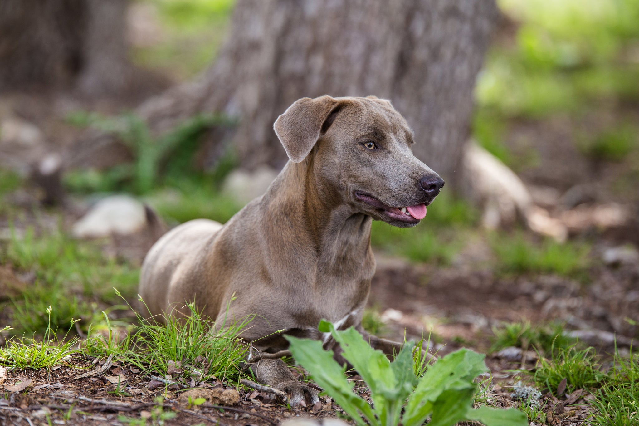 Blue Lacy 