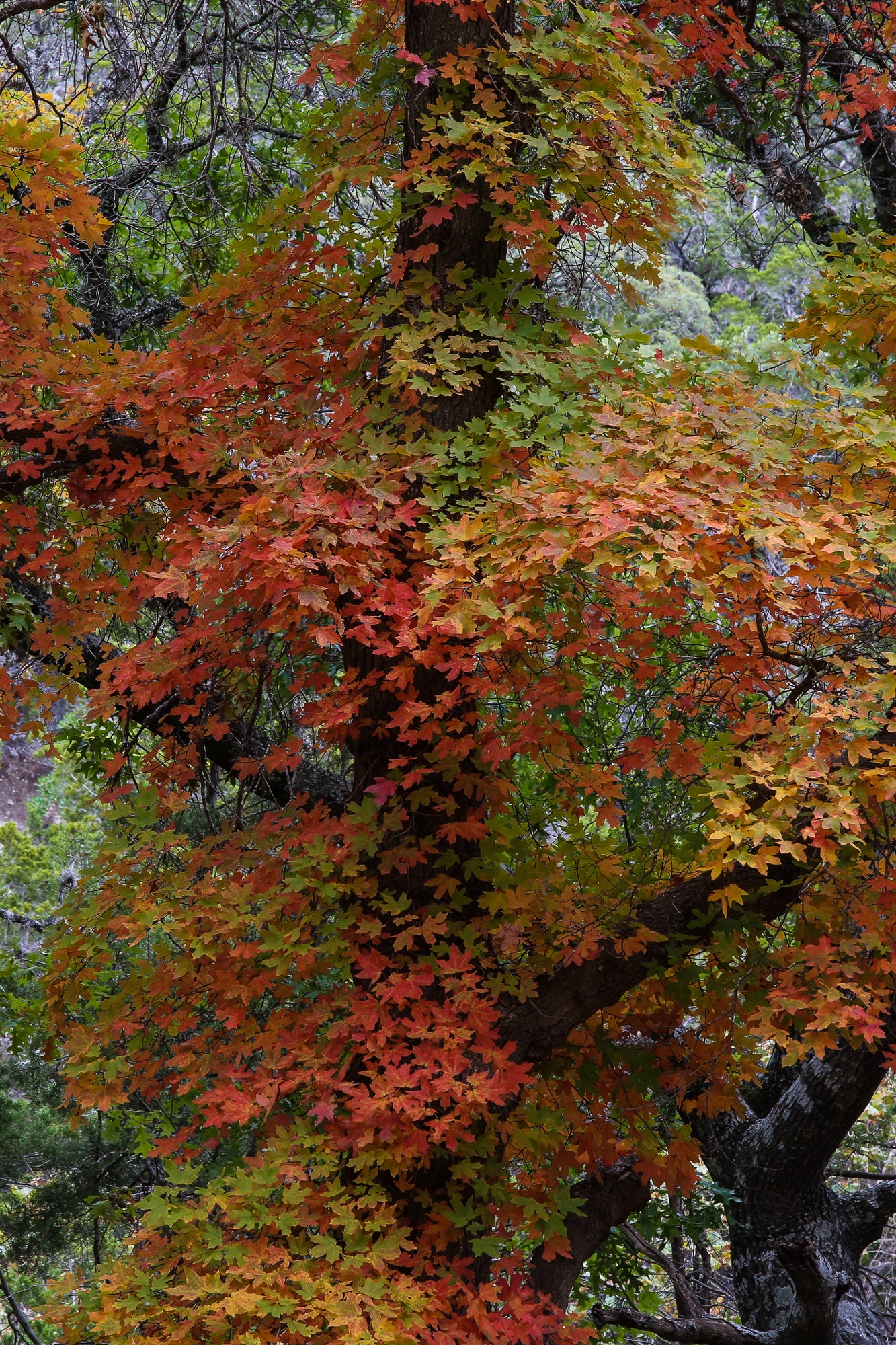 Fall Colors in Texas