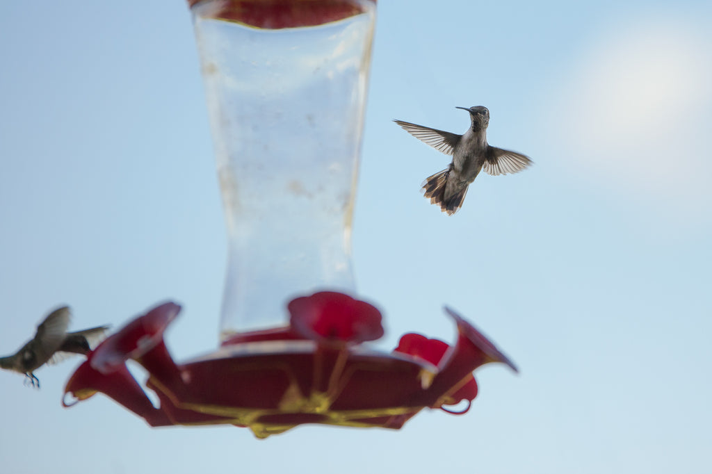 Hummingbird Feeders Hang From the Edge of Sinya's Canopy
