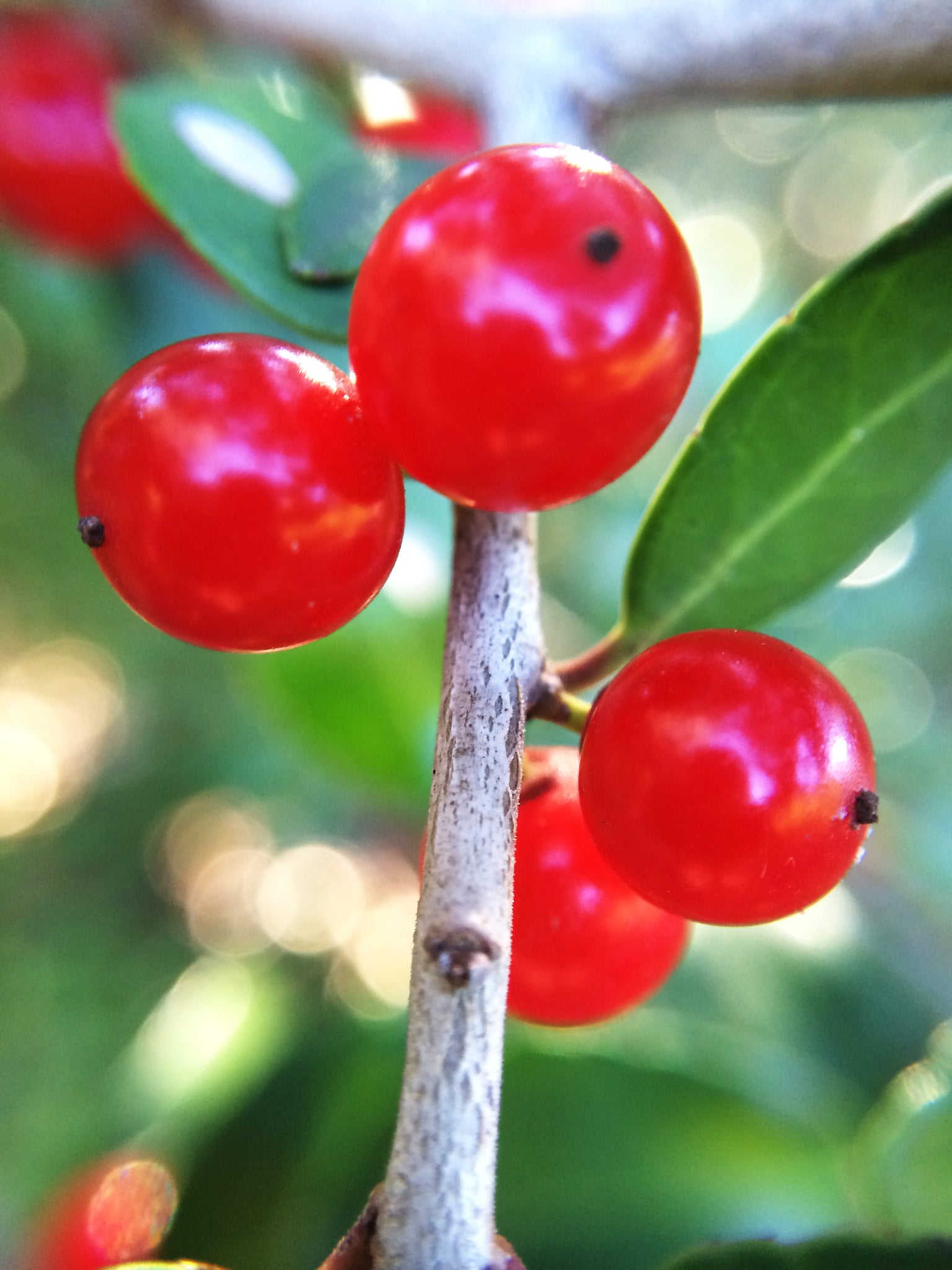 Yaupon Berries