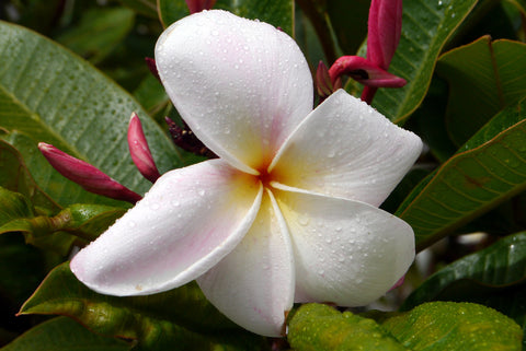 jasmine flower jasmine dragon pearls tea