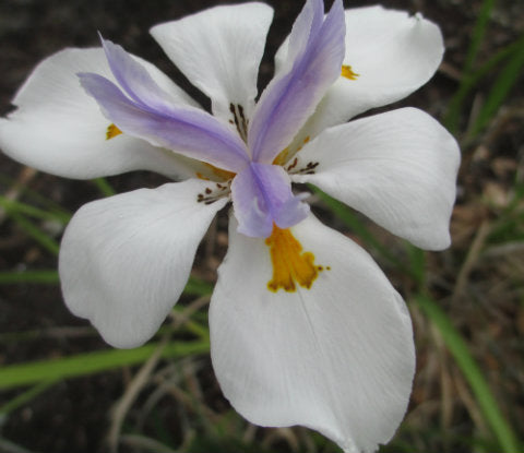 Purple white flower