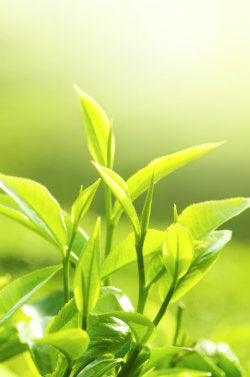 Tea plant showing the leaf and bud