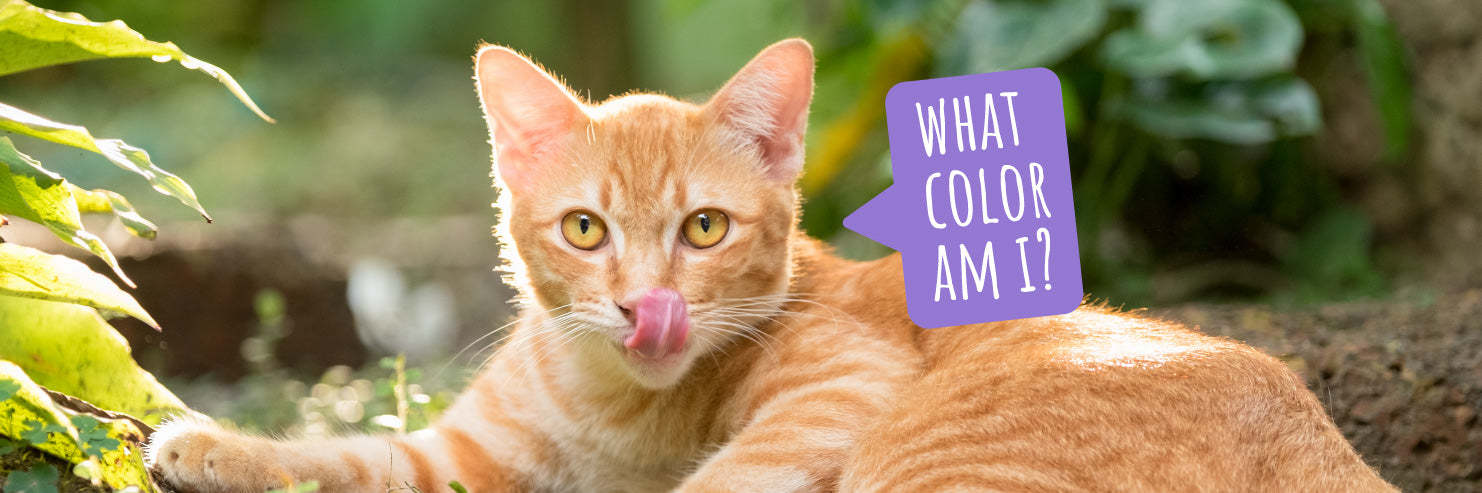 The Ultimate Guide To Cat Coat Colors