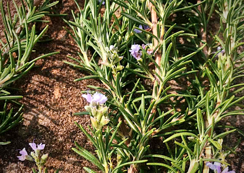 Rosemary Garden