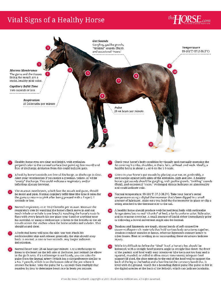 vital-signs-of-a-healthy-horse-poster-the-horse-books-products