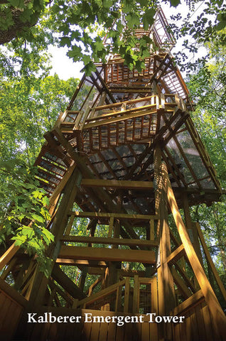 Rainforest stain Emergent tower