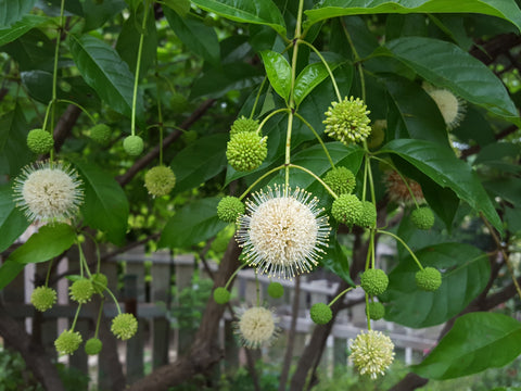 Buttonbush