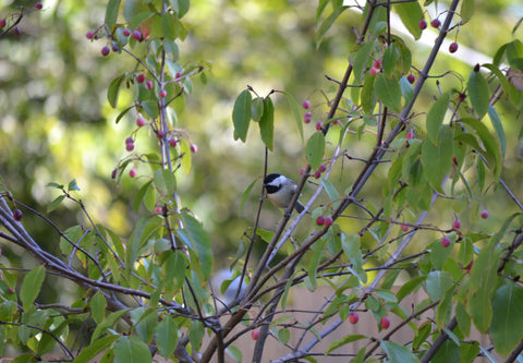 Chickadee on Rusty Blackhaw Viburnum