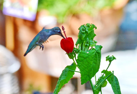 Hummingbird on Turk's cap