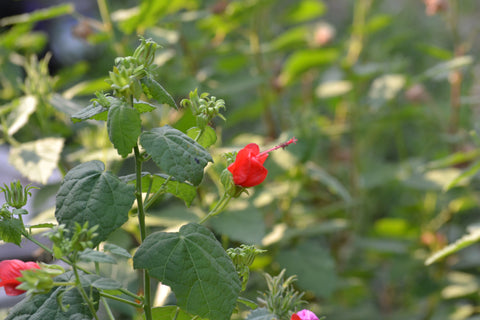 Turk's cap