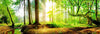 Led Wandbild Idyllischer Wald Bei Sonnenaufgang Panorama Crop