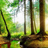 Led Wandbild Idyllischer Wald Bei Sonnenaufgang Quadrat Motivvorschau