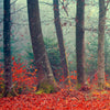 Led Wandbild Vertraeumter Wald Hochformat Zoom