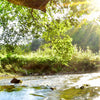 Textil Ersatzdruck Wald Mit Bach Bei Sonnenschein Hochformat Zoom