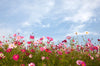 Xxl Wandbild Blumenwiese Bei Strahlend Blauem Himmel Querformat Crop
