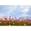 Xxl Wandbild Blumenwiese Bei Strahlend Blauem Himmel Querformat Motivvorschau