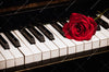 Xxl Wandbild Klavier Rose Querformat Crop