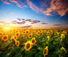 Xxl Wandbild Leuchtend Gelbe Sonnenblumen Am Abend Querformat Crop