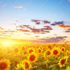 Xxl Wandbild Leuchtend Gelbe Sonnenblumen Am Abend Querformat Zoom