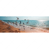 Xxl Wandbild Moewen Am Strand Panorama Motivvorschau