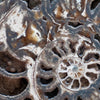 Xxl Wandbild Muschel Fossil No 3 Querformat Zoom