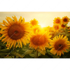 Xxl Wandbild Sonnenblumen Im Abendlicht Querformat Motivvorschau