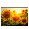 Xxl Wandbild Sonnenblumen Im Abendlicht Querformat Produktvorschau Frontal