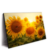 Xxl Wandbild Sonnenblumen Im Abendlicht Querformat Produktvorschau Seitlich
