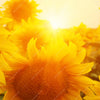 Xxl Wandbild Sonnenblumen Im Abendlicht Querformat Zoom