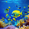 Xxl Wandbild Tropische Unterwasserwelt Panorama Crop