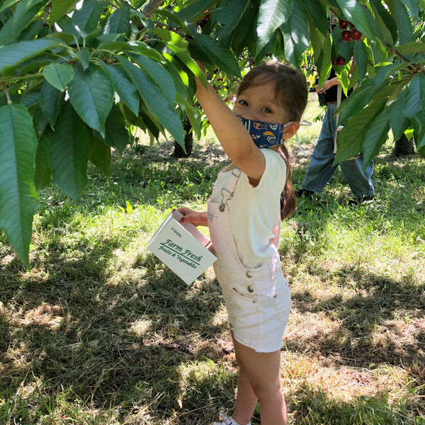 Aveline cherry picking at one of the Hudson Valley's many pick-your-own farms.